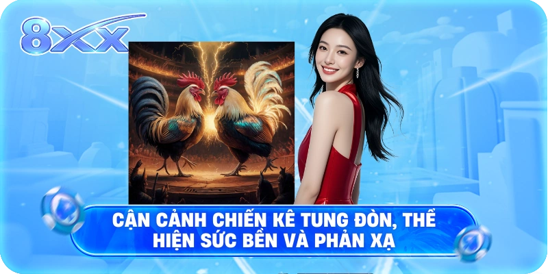 Cận cảnh chiến kê tung đòn, thể hiện sức bền và phản xạ
