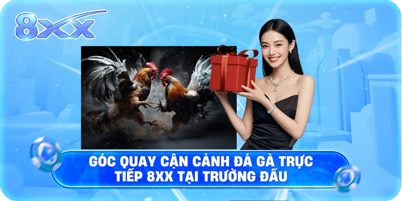 Góc quay cận cảnh Đá gà trực tiếp 8XX tại trường đấu