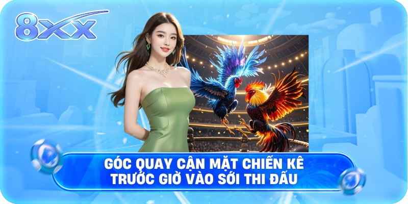 Góc quay cận mặt chiến kê trước giờ vào sới thi đấu