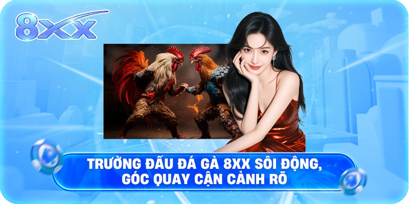 Trường đấu Đá Gà 8XX sôi động, góc quay cận cảnh rõ